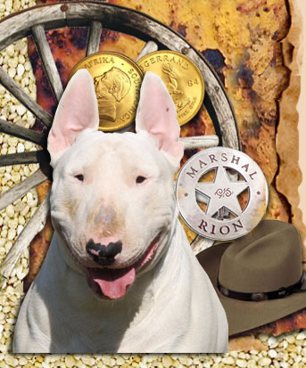 Rion Bull Terriers, South African Bull Terrier breeder