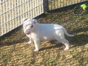 BULLTERRIER PUPPY - JOHANNESBURG - SOUTH AFRICA - KUSA REGISTERED - RION BULLTERRIERS