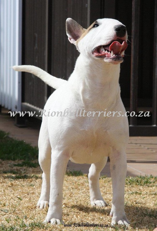Rion Bullterrier bullterriers breeder South Africa bitch white (2)