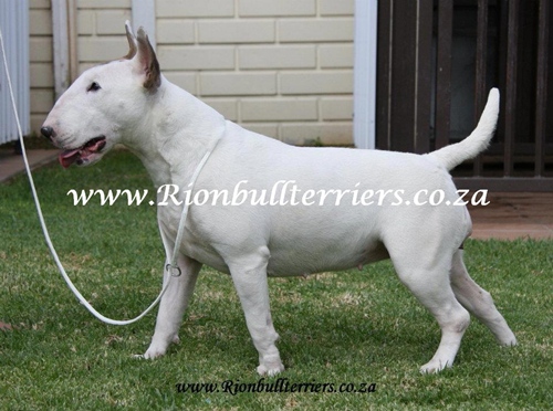 Rion Bullterrier bullterriers breeder South Africa bitch white (4)