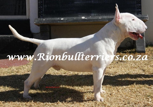 Rion Bullterriers Breeder of Bullterriers South Africa Komatsu