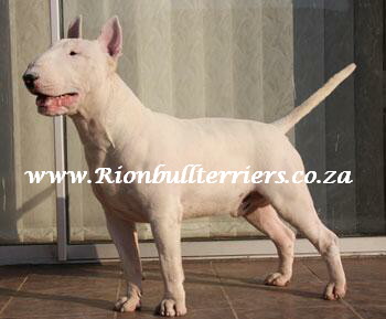 Rion bullterriers South Africa Bullterrier breeder