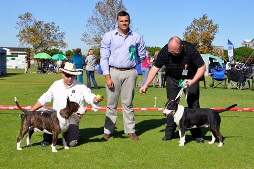 Rion van der Linde Terrier Group Bullterrier Staffordshire bullterrier championship show dog judge (12)