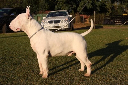 biggest bull terrier