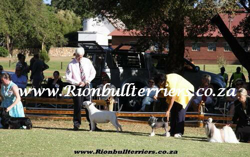 Rion bullterriers South Africa Champion Bitch Jane Rion Void Gentleman (5)