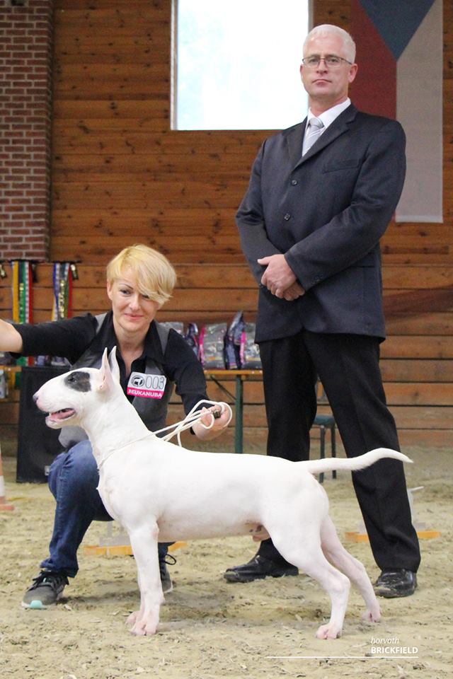 Slovakia Bullterrier Club Best Puppy in Show - Judge Fanie van der Linde